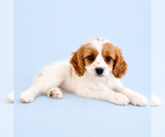 Small #1 Cavapoo (Standard)