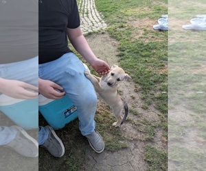 American Pit Bull Terrier-Siberian Husky Mix Puppy for sale in NEW BETHLEHEM, PA, USA