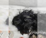 Small Photo #9 Havanese Puppy For Sale in KODAK, TN, USA