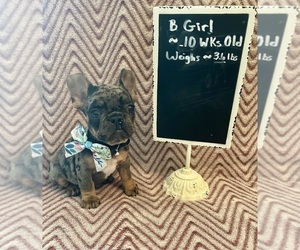 French Bulldog Puppy for sale in SMITHFIELD, NC, USA