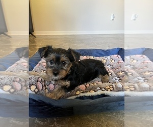 Yorkshire Terrier Puppy for sale in EUSTIS, FL, USA
