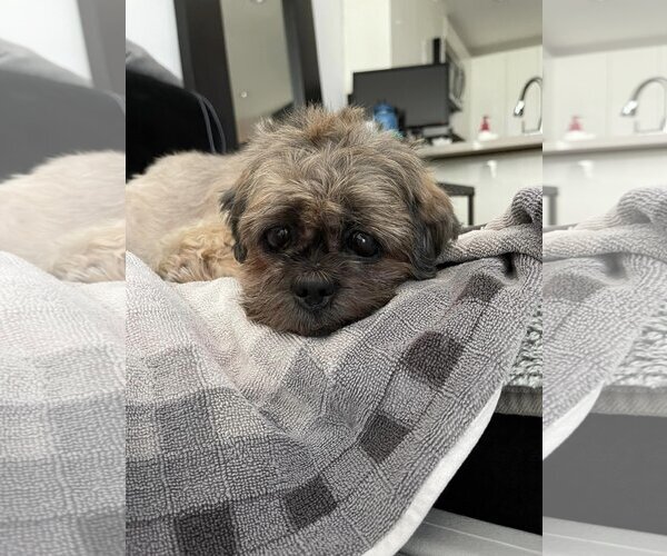 Medium Photo #10 Shih Tzu Puppy For Sale in  Ramona, CA, USA