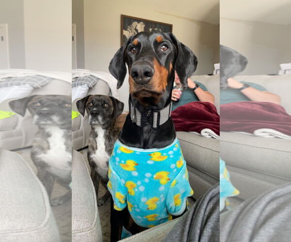 Medium Photo #5 Doberman Pinscher Puppy For Sale in Buffalo, MN, USA