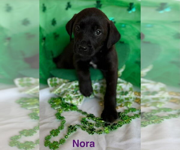 Medium Photo #1 Golden Labrador Puppy For Sale in Aurora, IN, USA