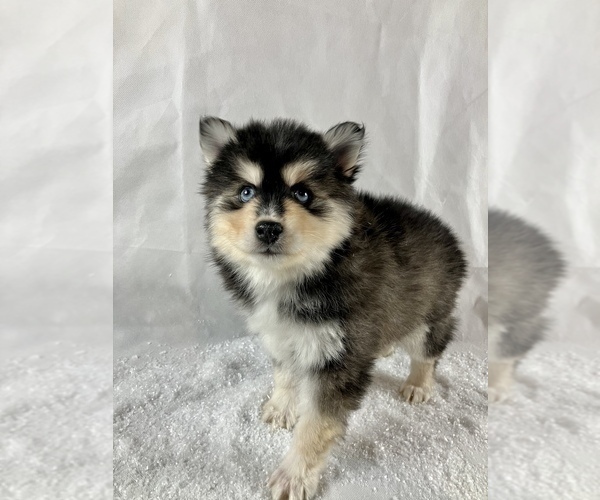 Medium Photo #1 Pomsky Puppy For Sale in TAMPICO, IL, USA