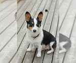 Small Photo #1 Pembroke Welsh Corgi Puppy For Sale in LYNDEN, WA, USA