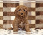 Small #2 Cavapoo (Miniature)
