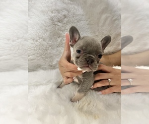 French Bulldog Puppy for sale in MIAMI, FL, USA