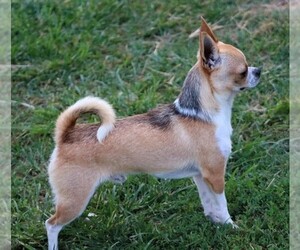Father of the Chihuahua puppies born on 04/28/2025