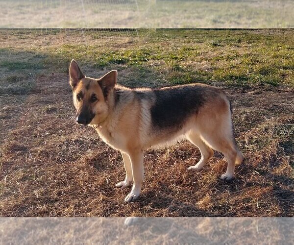 Medium Photo #1 German Shepherd Dog Puppy For Sale in WOODBURN, KY, USA
