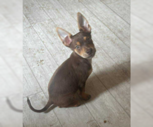 Mutt Dogs for adoption in Coralville, IA, USA