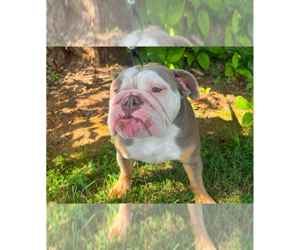 Medium Photo #1 Bulldog Puppy For Sale in Candler, NC, USA