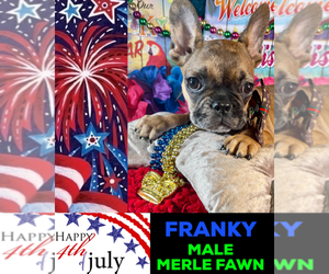 French Bulldog Puppy for sale in HEATHROW, FL, USA