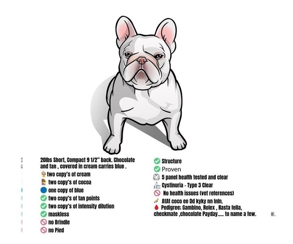 Medium Photo #3 French Bulldog Puppy For Sale in MODESTO, CA, USA