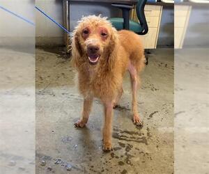 Poodle (Standard) Dogs for adoption in Camarillo, CA, USA