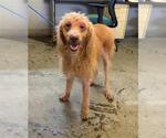 Small Poodle (Standard)