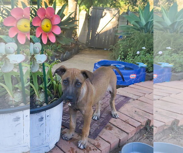 Medium Photo #10 Mutt Puppy For Sale in Fallbrook, CA, USA