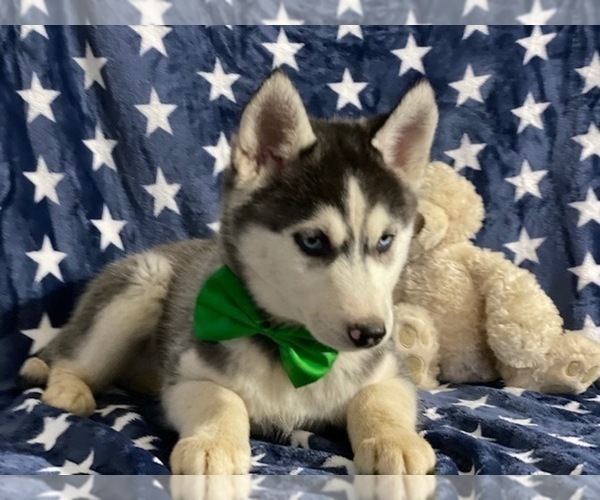 Medium Photo #1 Sibercaan Puppy For Sale in LANCASTER, PA, USA