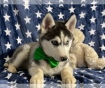 Small Photo #1 Sibercaan Puppy For Sale in LANCASTER, PA, USA