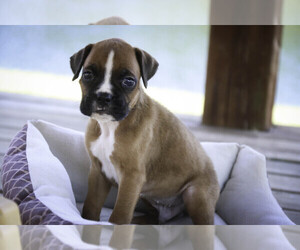 Boxer Puppy for sale in SHIPSHEWANA, IN, USA