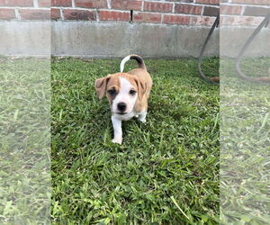 American Pit Bull Terrier-Unknown Mix Dogs for adoption in Oakhurst, NJ, USA