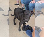 Small #3 Huskies -Labrador Retriever Mix