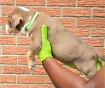 Small #1 American Bully