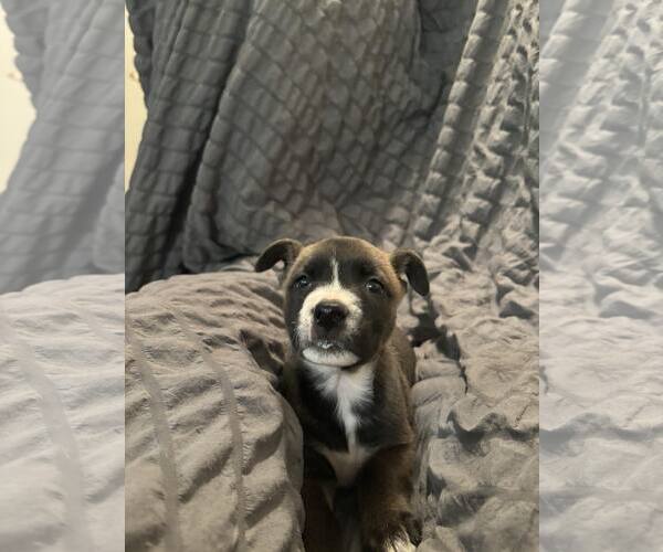 Medium Photo #4 American Staffordshire Terrier-Labrador Retriever Mix Puppy For Sale in Orange Grove, TX, USA