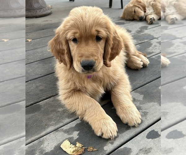 Medium Photo #5 Golden Retriever Puppy For Sale in SAINT JAMES, MO, USA