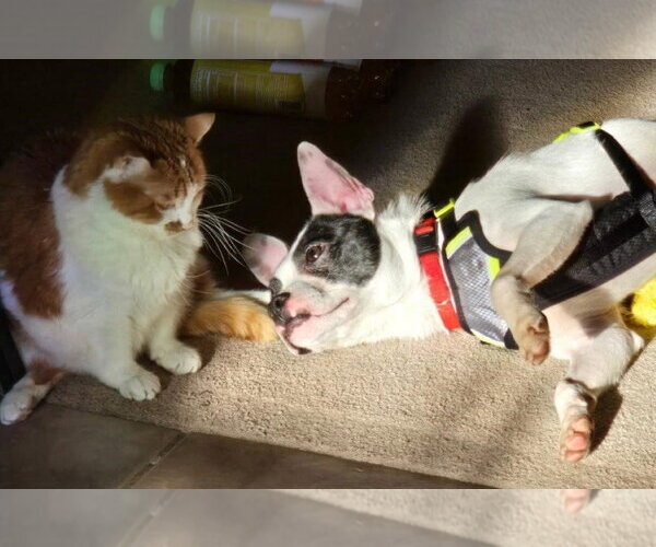 Medium Photo #4 Boston Terrier-Unknown Mix Puppy For Sale in Germanton, TN, USA