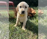 Small Photo #11 Labrador Retriever Puppy For Sale in NEOLA, WV, USA