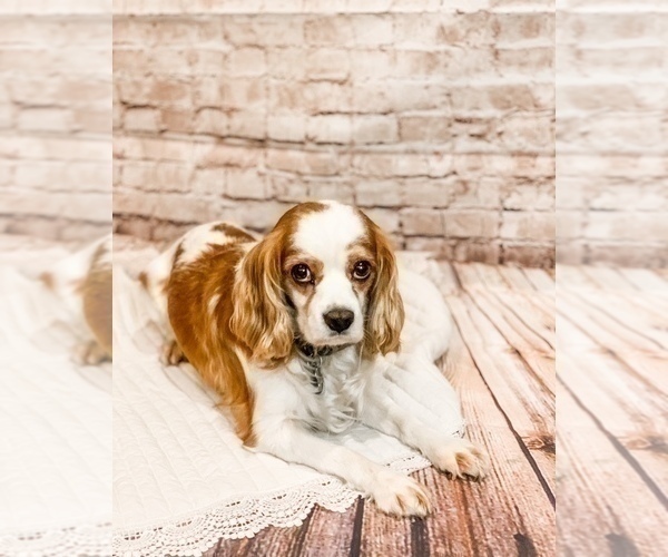 Medium Photo #1 Cavalier King Charles Spaniel Puppy For Sale in WEBB CITY, MO, USA