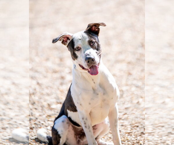 Medium Photo #4 Great Dane Puppy For Sale in Hilton Head, SC, USA