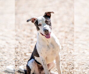 Wallen - Male Great Dane Dog for Adoption - Photo #4