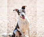 Small #3 Great Dane