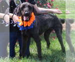 Small #2 Poodle (Standard)