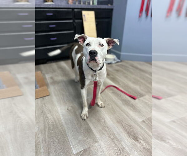 Medium Photo #8 Labrador Retriever-Unknown Mix Puppy For Sale in Claremore, OK, USA