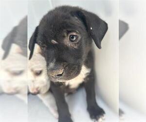 American Pit Bull Terrier-Unknown Mix Dogs for adoption in Houston, TX, USA