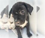 Small American Pit Bull Terrier Mix