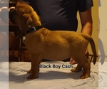 Small #2 Dogue de Bordeaux