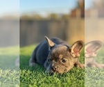 Small #6 French Bulldog