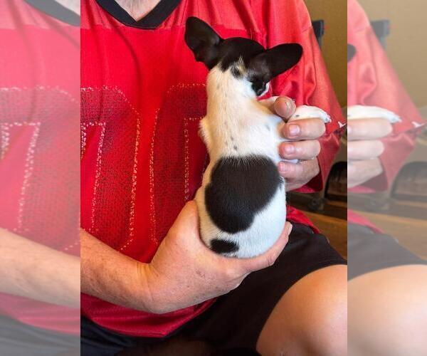Medium Photo #12 Chihuahua Puppy For Sale in CHARLESTON, AR, USA