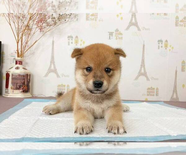 Medium Photo #1 Shiba Inu Puppy For Sale in DALLAS, TX, USA