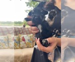 Small #2 Mutt