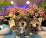 Small #6 Hava-Apso
