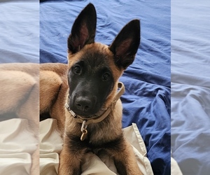 Belgian Malinois Dog for Adoption in RENO, Nevada USA