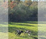 Small #16 Treeing Walker Coonhound Mix