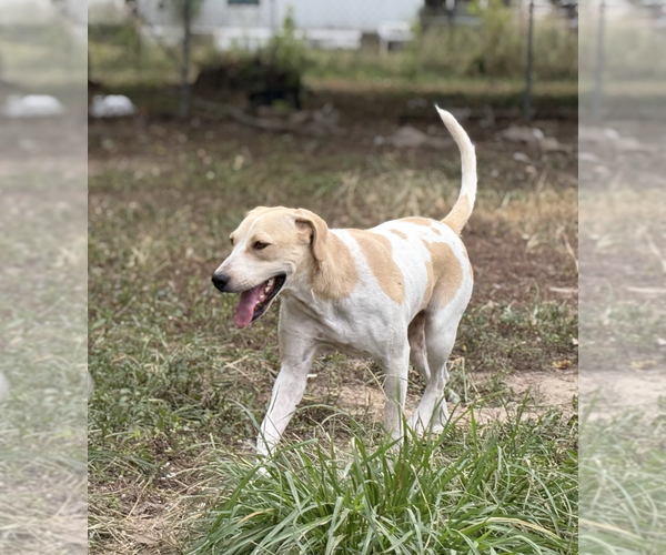 Medium Photo #2 Beagle-Unknown Mix Puppy For Sale in Boston, MA, USA