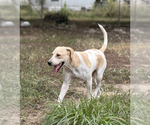 Small #1 Beagle Mix