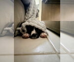 Small #3 Labrador Retriever Mix
